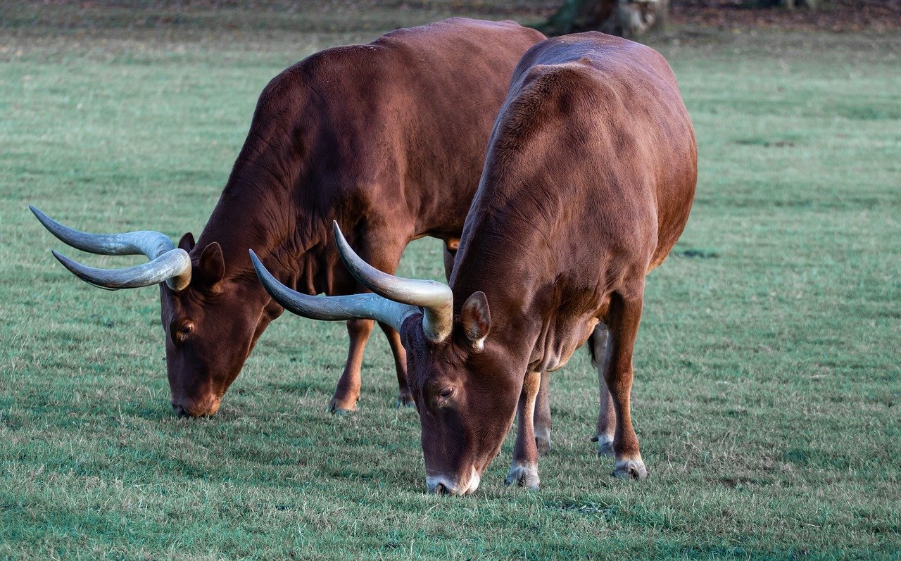 Culture & Wildlife Ankole 4636125 1280 AE0Po2J9lpSK4MkJ