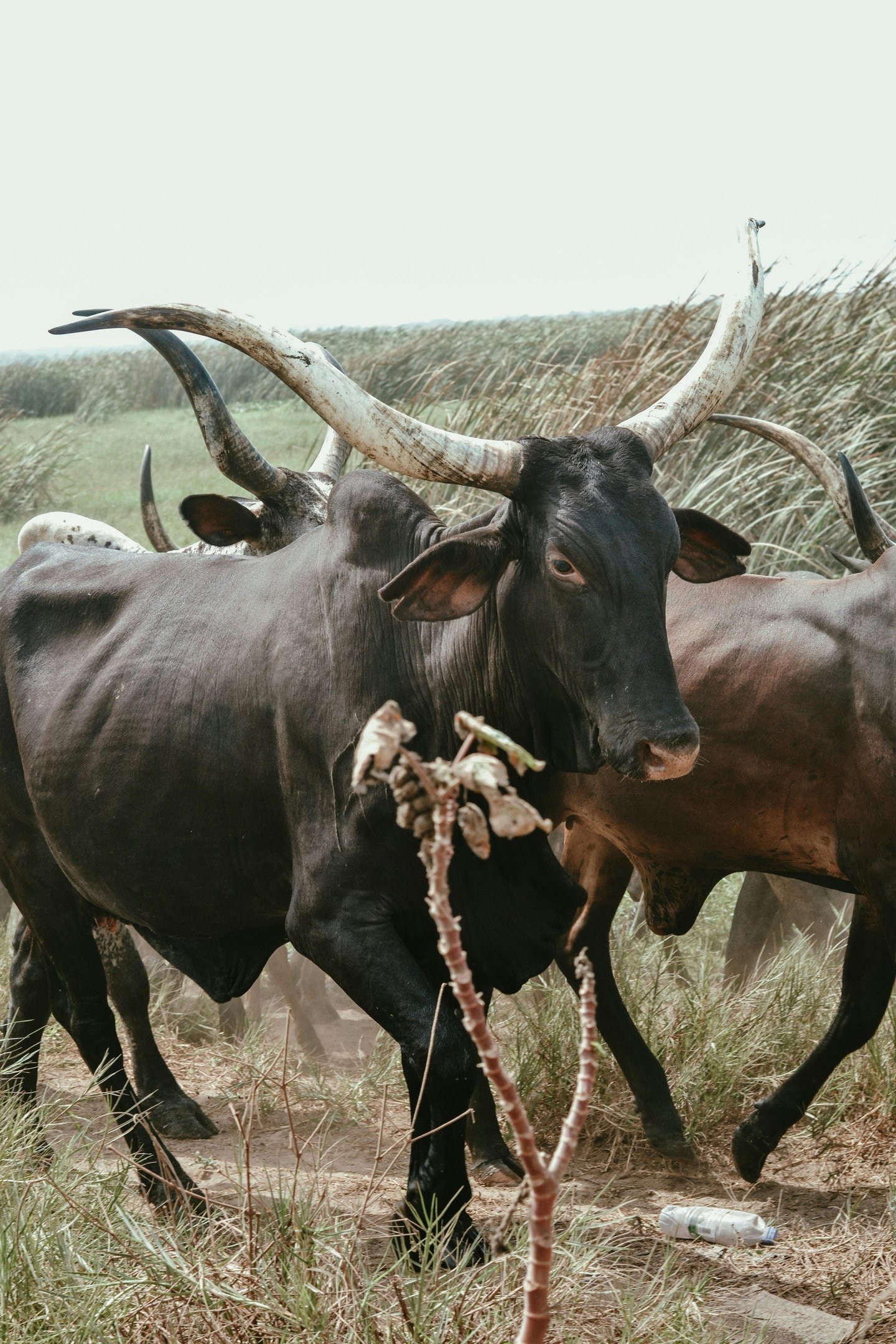 Inyambo-cows Pexels David Camera 154263928 17831713 Mp8WWOnEOESW15W6