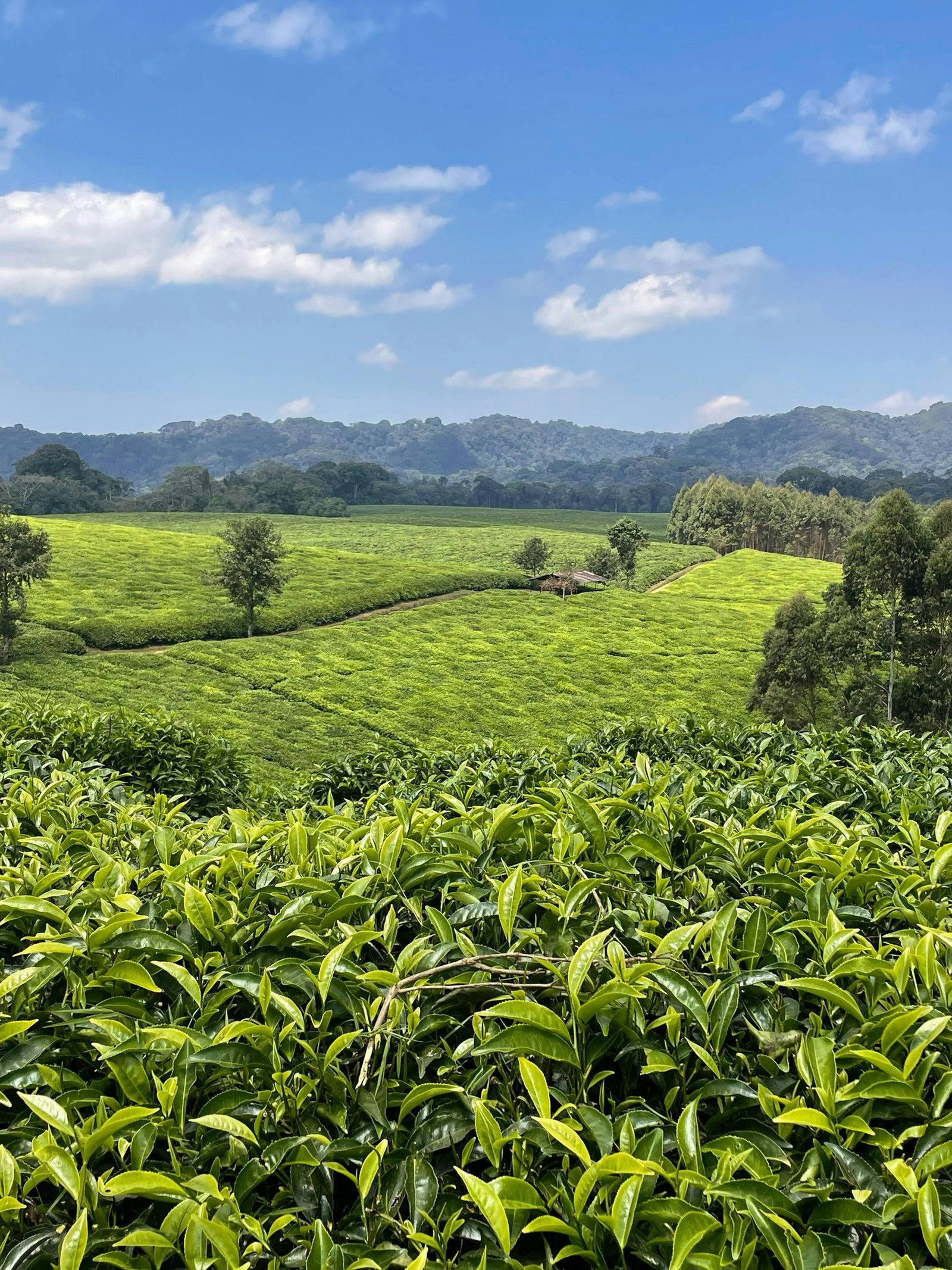Tea plantations Pexels Esther Simmendinger 2011509745 29066202 AQExy8gy12U3qR19