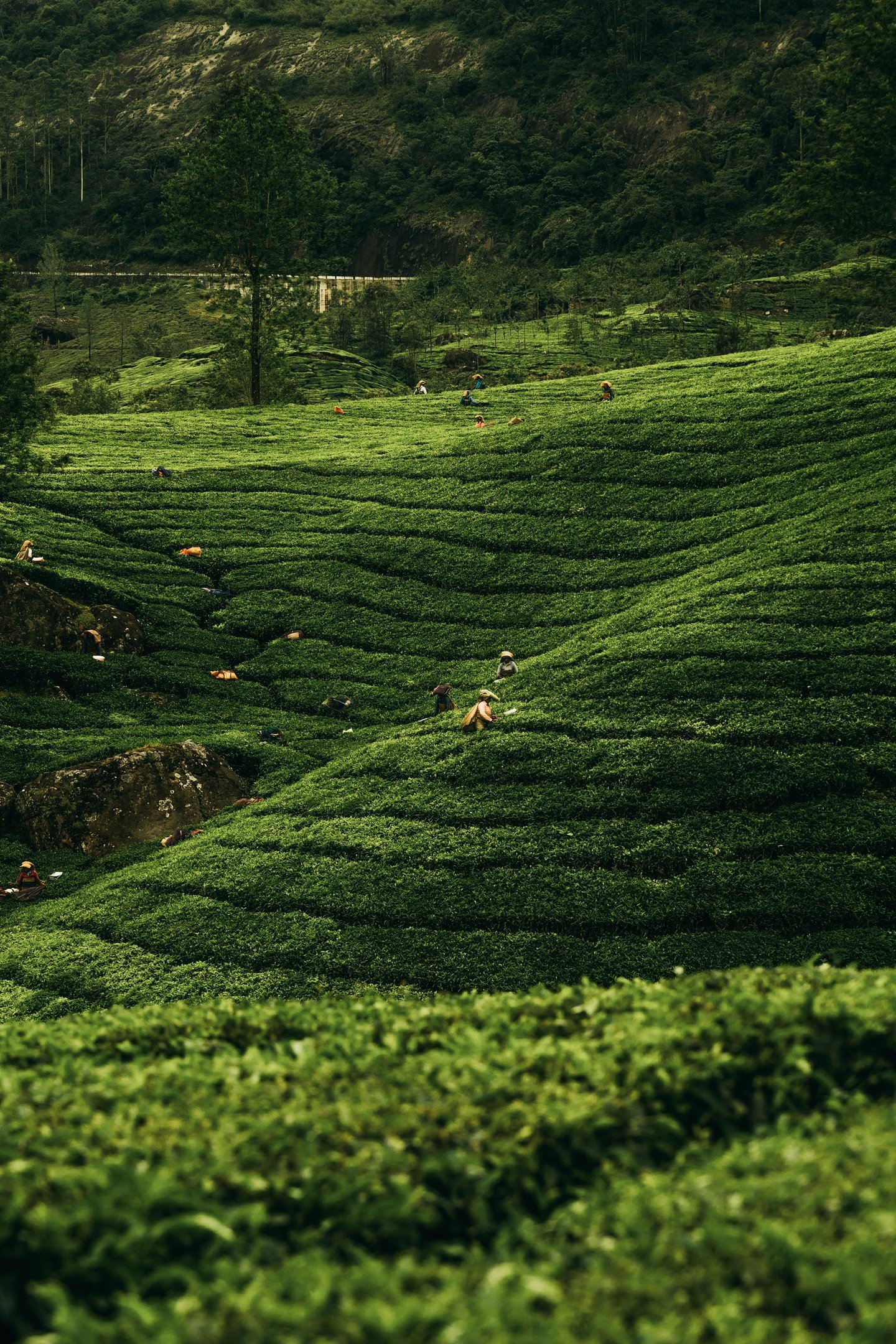 Tea plantations Pexels Stijn Dijkstra 1306815 29988777 Y4LDDKyQDnsWDRyN